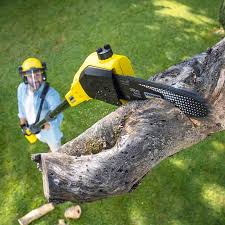 Professional Tree Services in Pawnee, IL