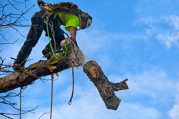 Tree and Shrub Care in Pawnee, IL